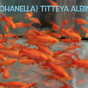 albino cherry barbs.png