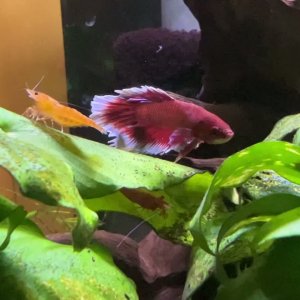 1773589109621514 (1).mov