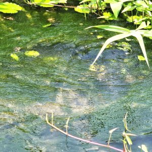 upwelling spring.jpg