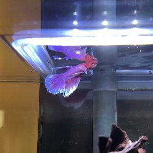 1773931535452727.MP4