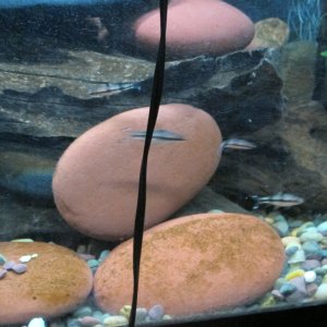 4Redlini fry 3_19_26.JPG