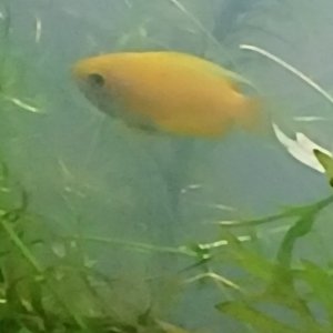 Honey Gourami 1
