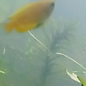 Honey Gourami 2