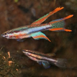 ijebuaaa2 (640x427).jpg