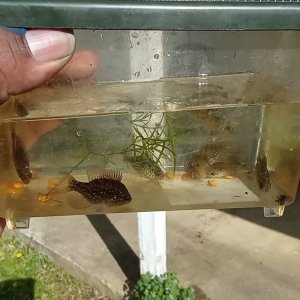 VID_20260402_161758663.mp4