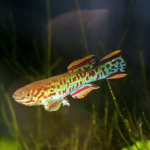 makurdi1 (640x427).jpg