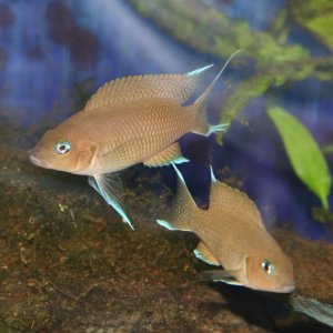 marun2 (640x483).jpg