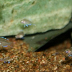 marungfry2 (640x427).jpg