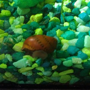 brownSnailC.jpg
