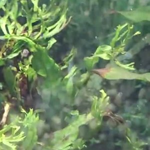 WhatsApp Video 2026-04-11 at 18.17.24.mp4