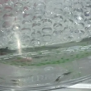 Amano Shrimp
