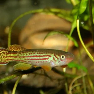 oeseri1 (640x382).jpg