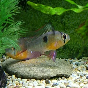 Mikrogeophagus altispinosus.JPG