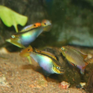cichlids dec2011 025.JPG