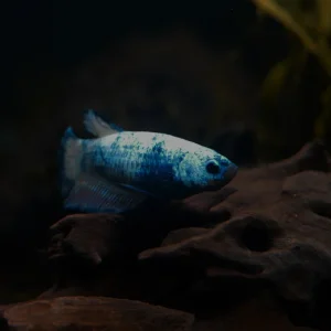 IMG_4926.JPG