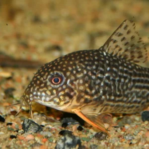 sterbai eye.JPG