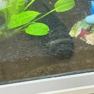 Amano Shrimp