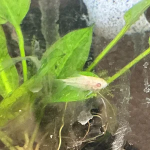 Albino Pygmy Cory