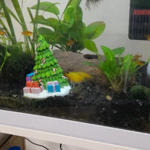 Honey Gourami flirts