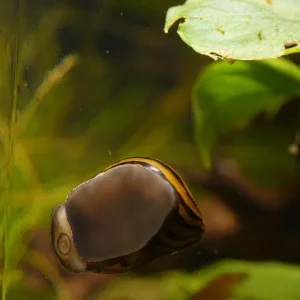 C0798T01.webp