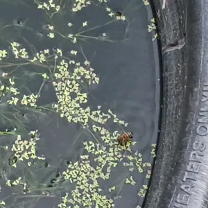 VID_20260521_172828762.mp4