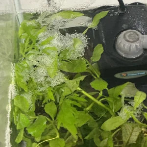 Honey Gourami Bubble Nest