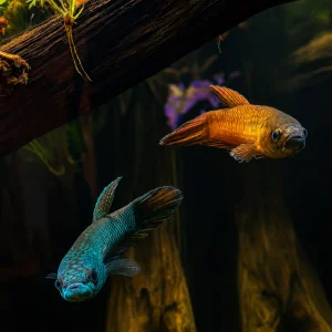 Media 'AE783A4A-622E-4435-896B-3049ECC323DB.webp' in category 'Fish Forums - Monthly Contests'