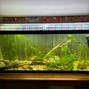 Anacharis 5-23-26.webp