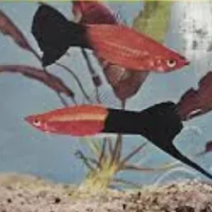red jet.webp