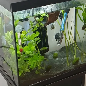 Betta Tank