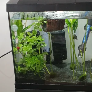 Betta tank