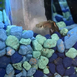 IMG_9266.webp