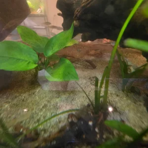 20f.webp