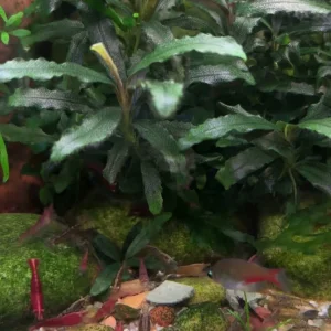 video.mov