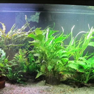 fullflowertank.webp
