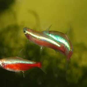 Cardinal tetra  014 - kopie.webp