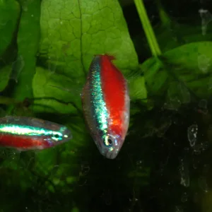 Cardinal tetra  019 - kopie.webp