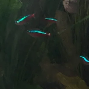 spot on Cardinals tail.webp