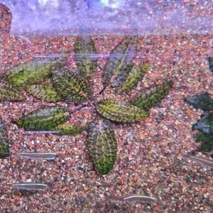 u3.webp