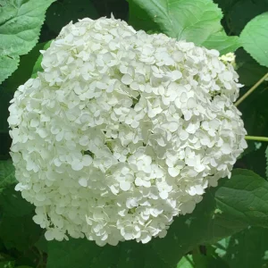 IMG_0907.webp