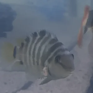 Convict Cichlid Fungus.webp