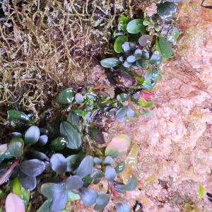 bb3.webp