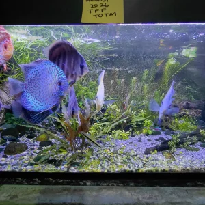Media '20260809_085043.webp' in category 'Fish Forums - Monthly Contests'