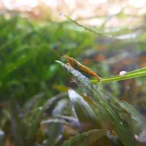 brown shrimp.webp