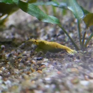 Shrimp.webp