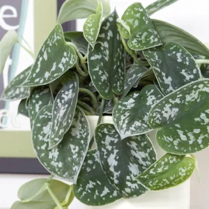 BHG-Satin-Pothos-100986975-7f30ad42e8c943a38db58fae1b088142.webp