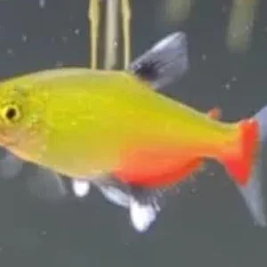 greenfire_05.webp