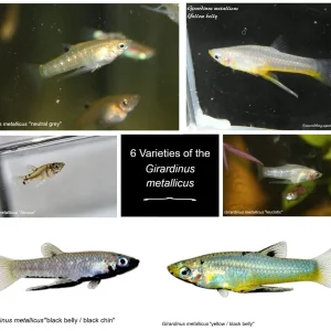 Media 'collage gm varieties .webp' in category 'Livebearers'