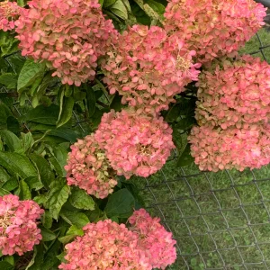 IMG_1747.webp