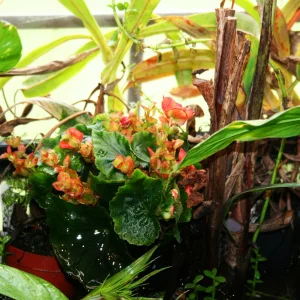 Media 'mysteryflower.webp' in category 'Plants & Planted Tanks'
